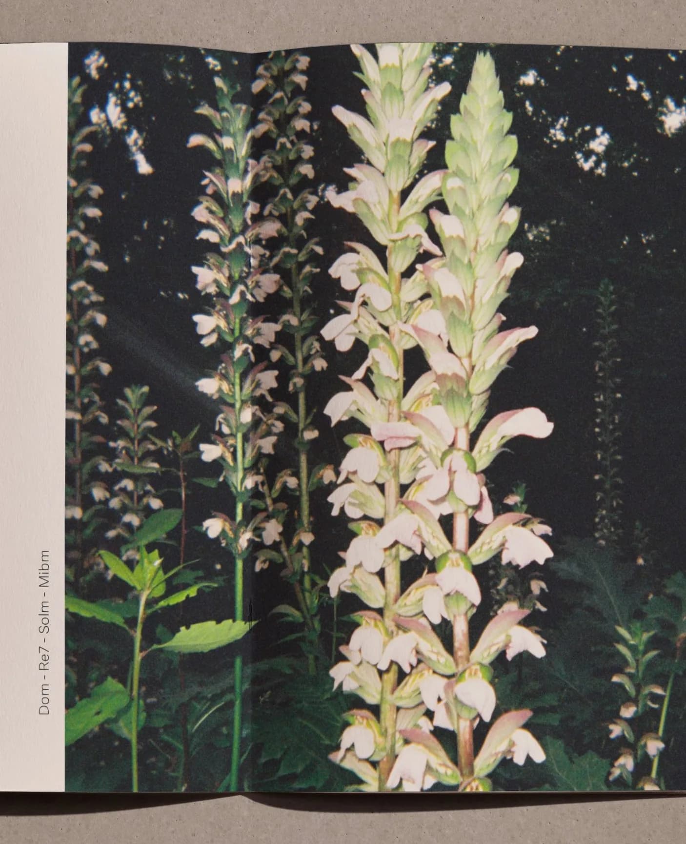 Spread - acanthus in flower against dark foliage, chords in the gutter