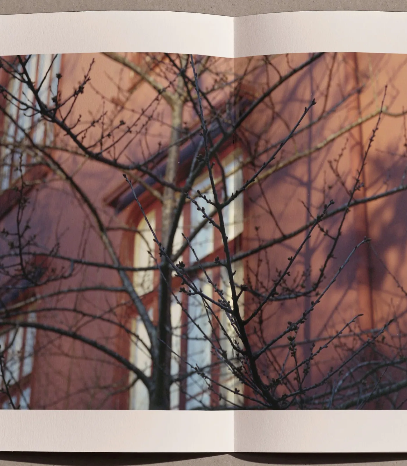 Spread - bare branches against a sunlit ochre façade