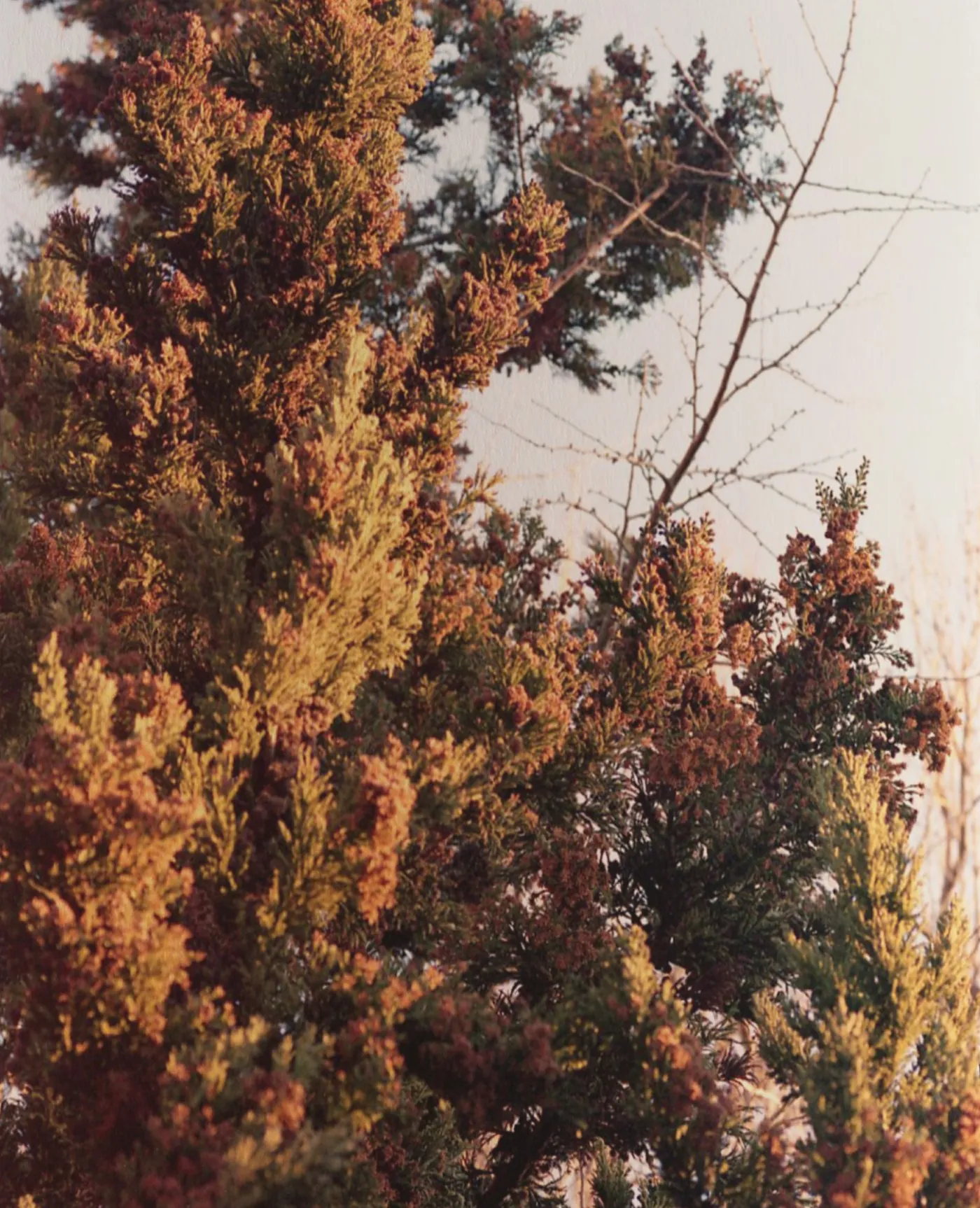 Spread - a conifer turning gold against a pale sky