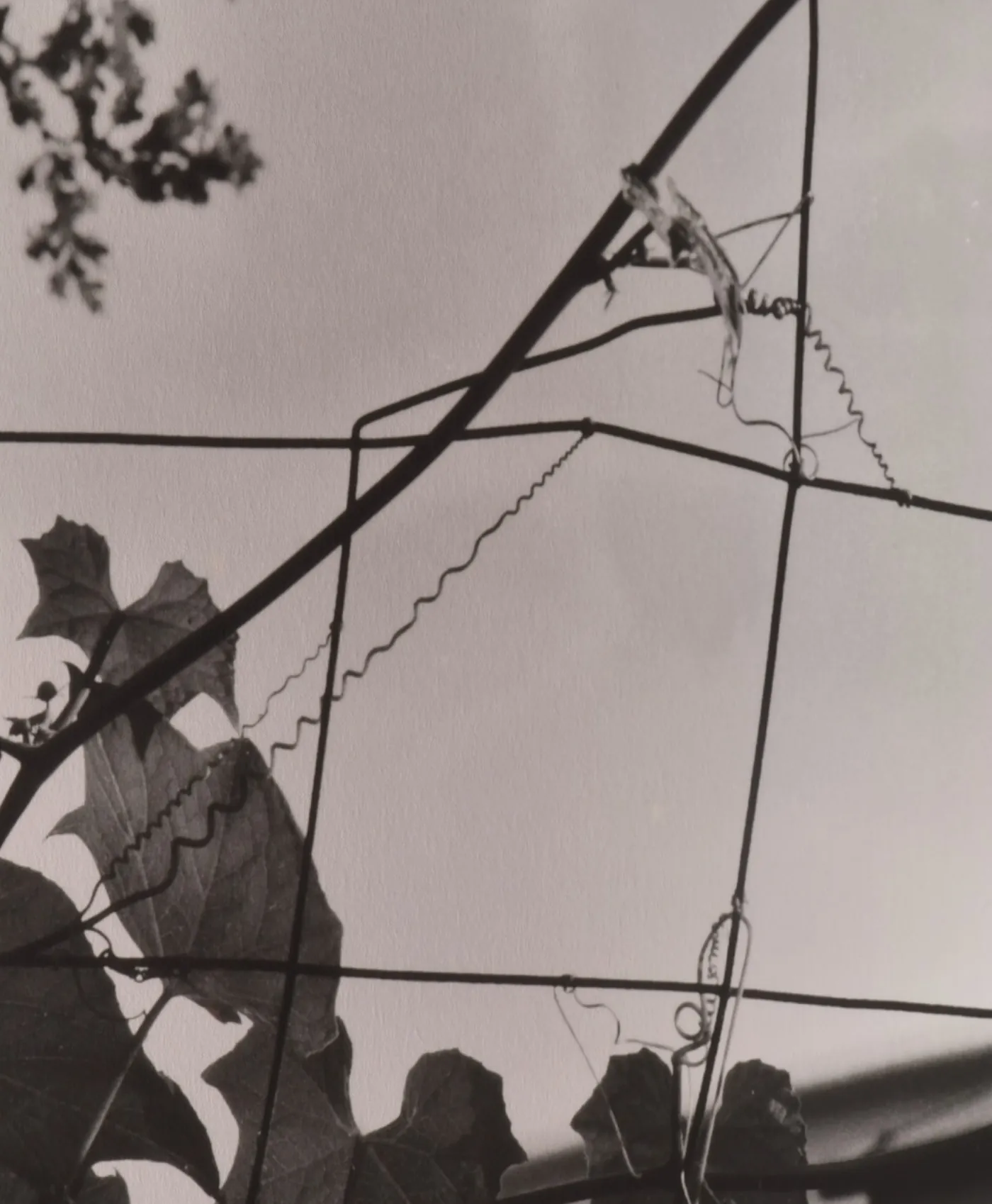 Spread - leaves and wire in black and white, the river beyond